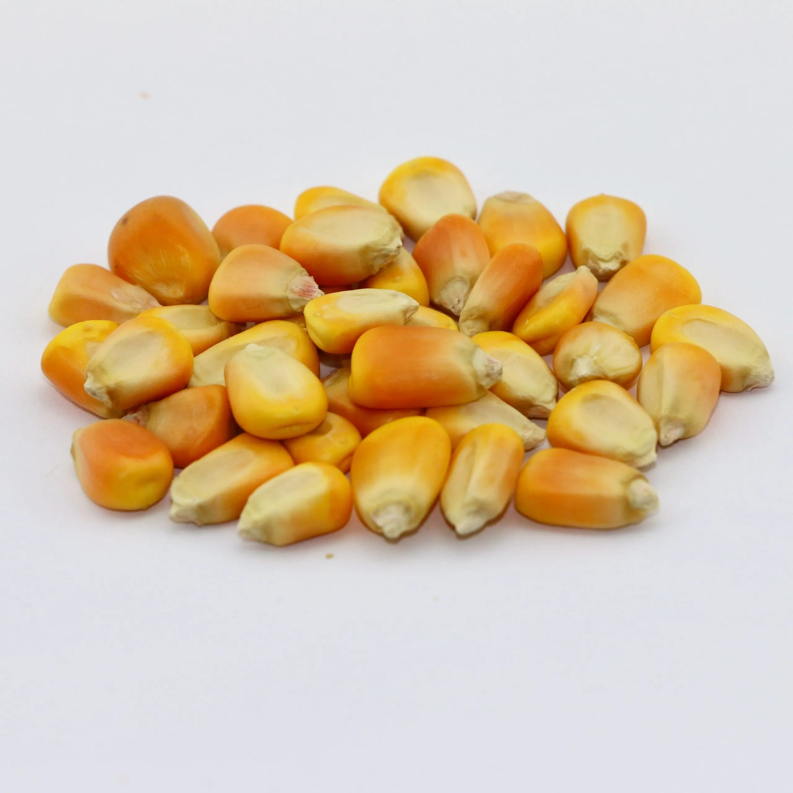 gracoy21-scaled دانه ذرت توپی - تصویر 1